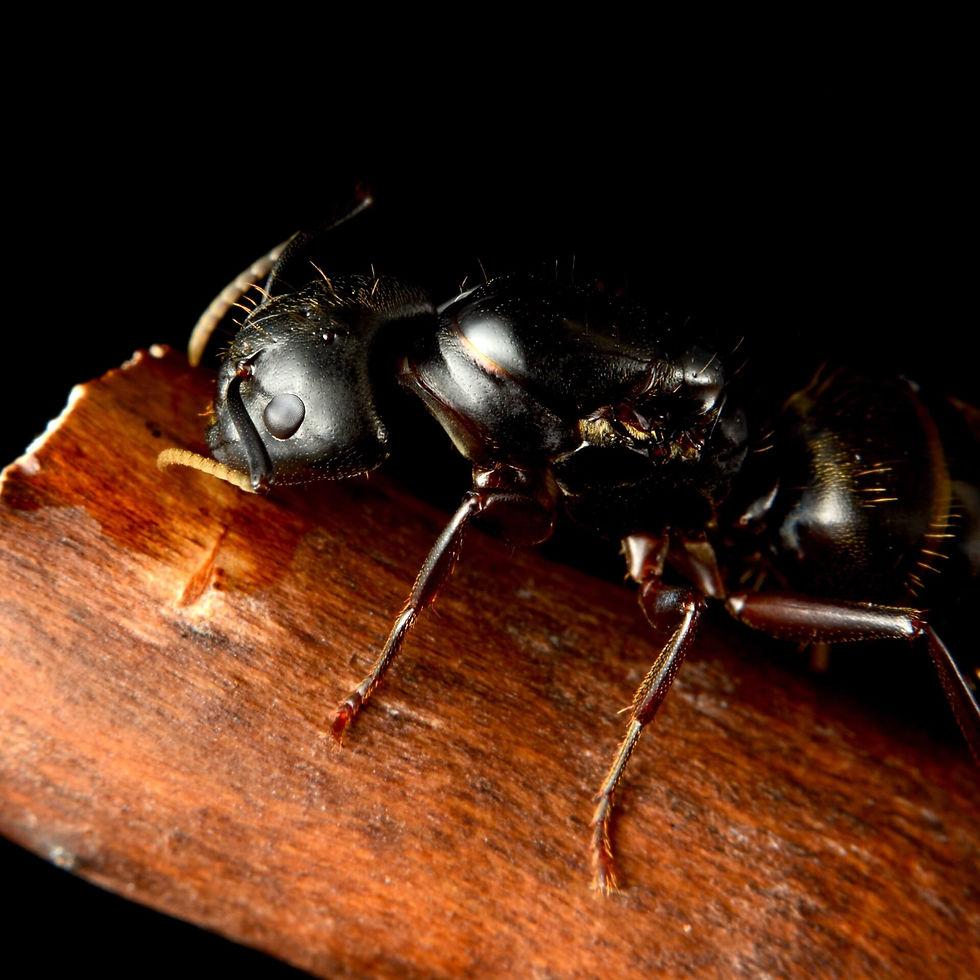 Macro photograph of a carpenter ant on wood