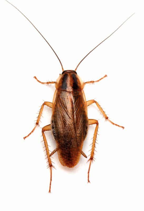 German cockroach, dorsal view