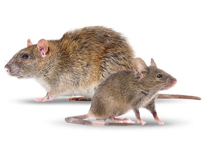 Norway rat and house mouse