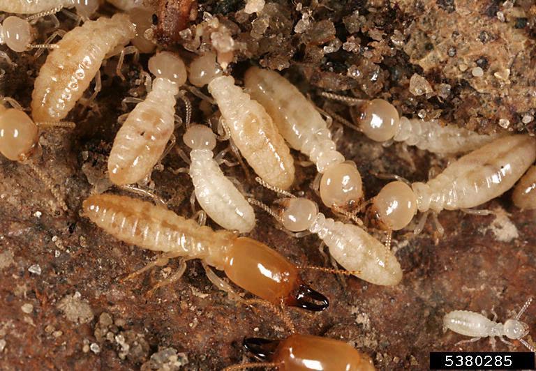 Eastern subterranean termite workers and soldiers